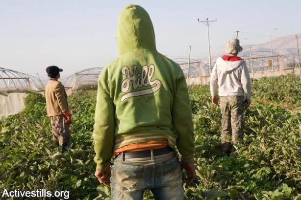 Adolescentes palestinos del Valle del Jordán trabajando en las colonias agrícolas